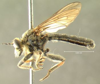 Media type: image;   Entomology 12773 Aspect: habitus lateral view